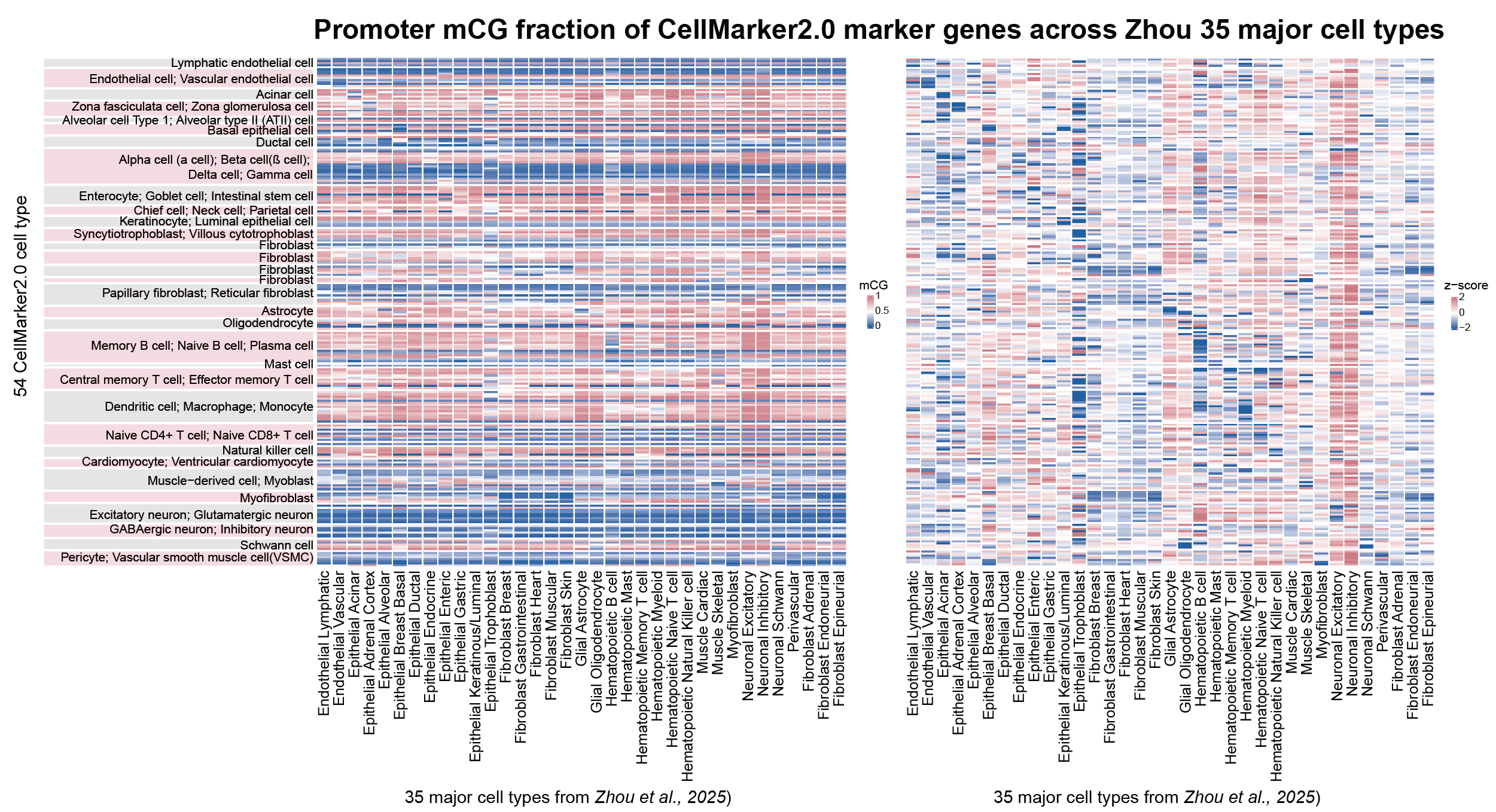 CellMarker2.0 marker gene promoter heatmap